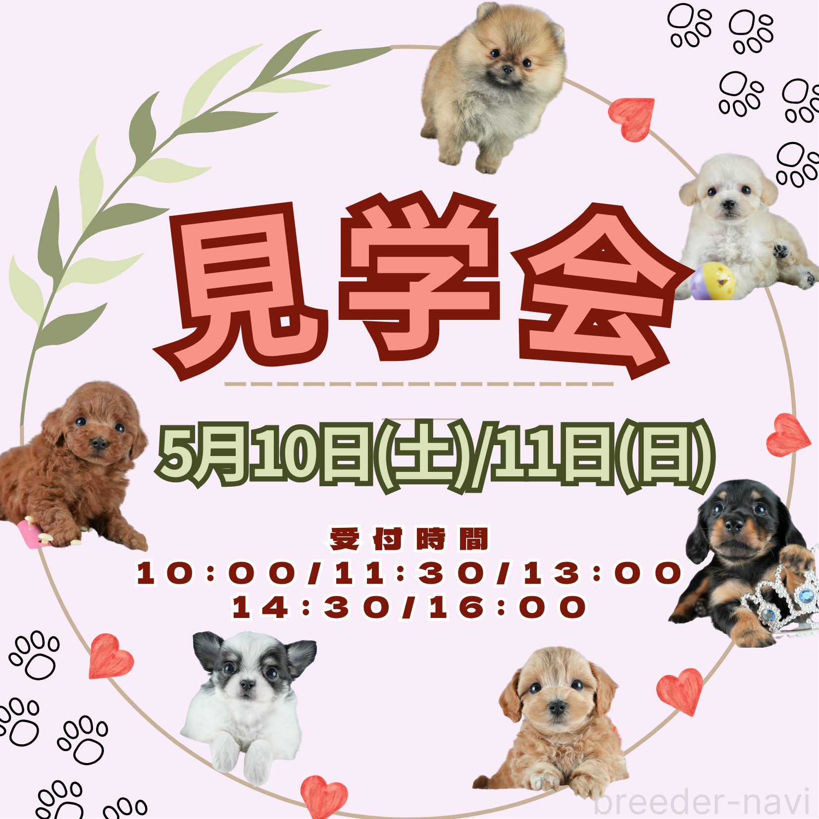 峯田遥香ブリーダーの詳細